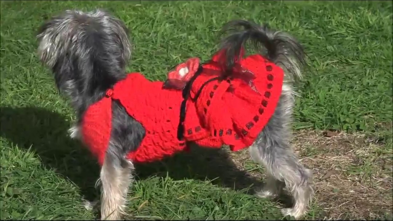 Vestido para perra a crochet/ crochet dress for dogs