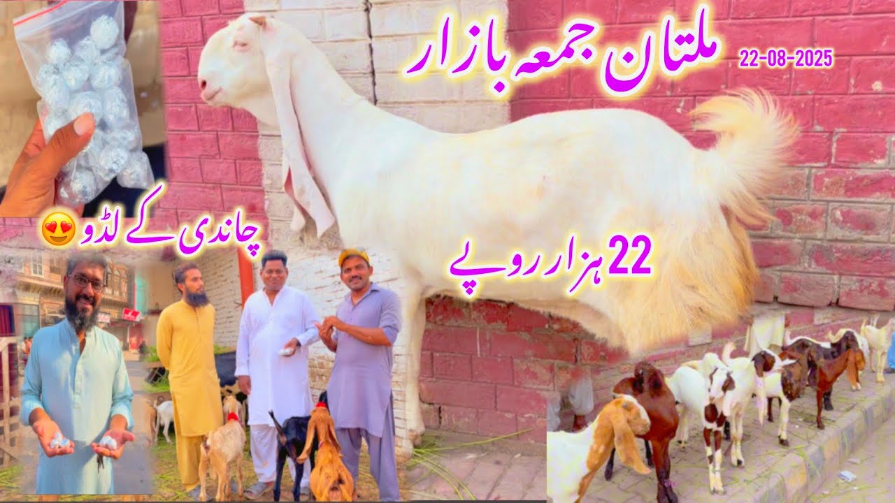 Bakra Mandi Multan | Funny GupShup with Dealers + Live Rates | Barakat Farm Vlog