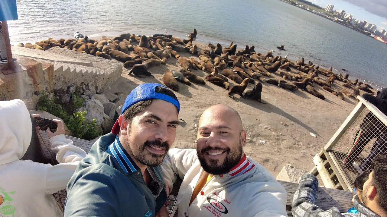 Puerto de Mar del Plata - 2025 - Lobos Marinos - Reserva - Lobería