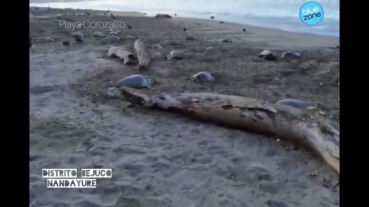 Corozalito arribo 🐢 octubre 2021