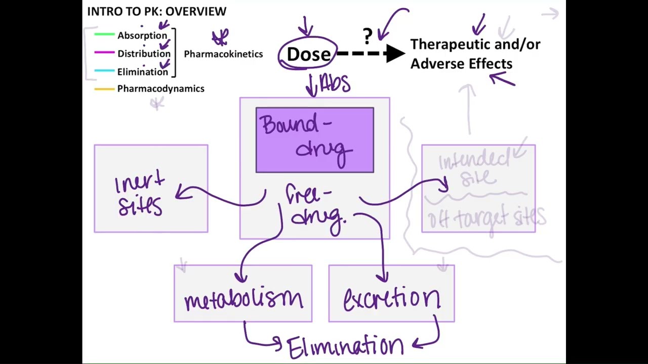 Clinical Pharmacokinetics: Introduction