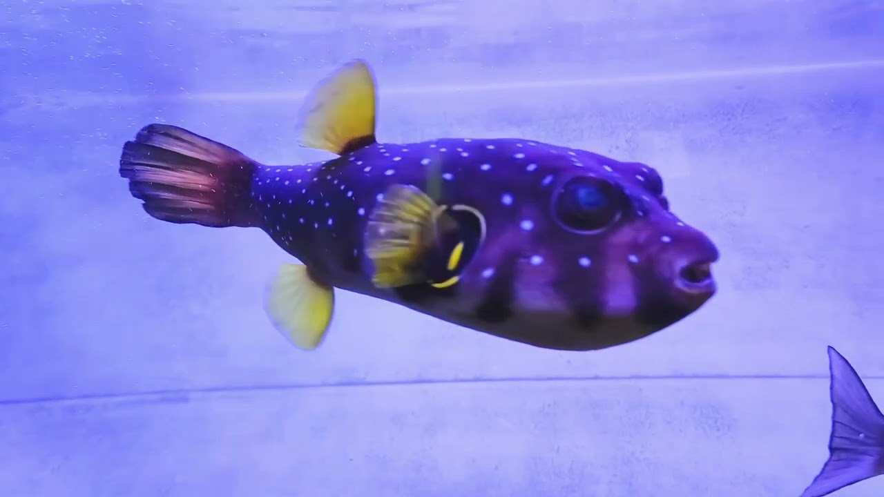 Aquarium