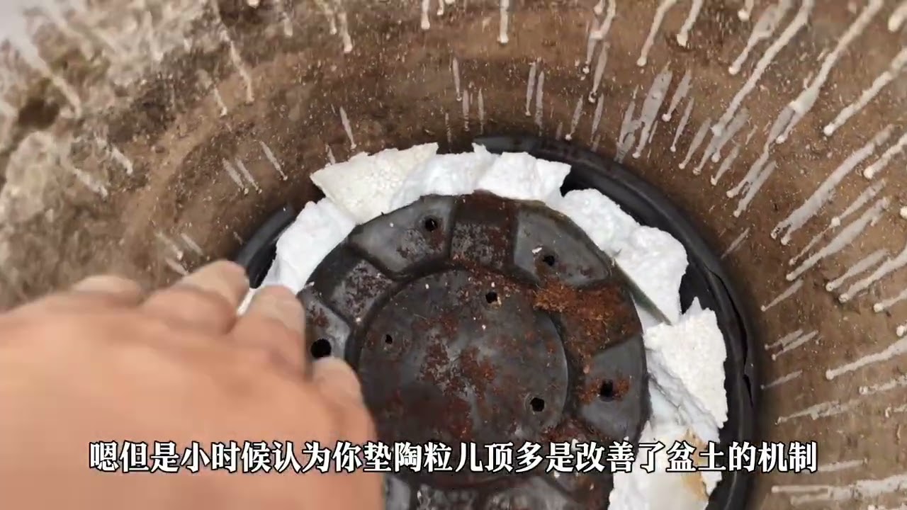 超长视频请耐心看完，土在主页橱窗#分享养花经验 #龟背竹 #蝴蝶兰 #营养土 @刘小瘦园艺资材 @刘小瘦实体版