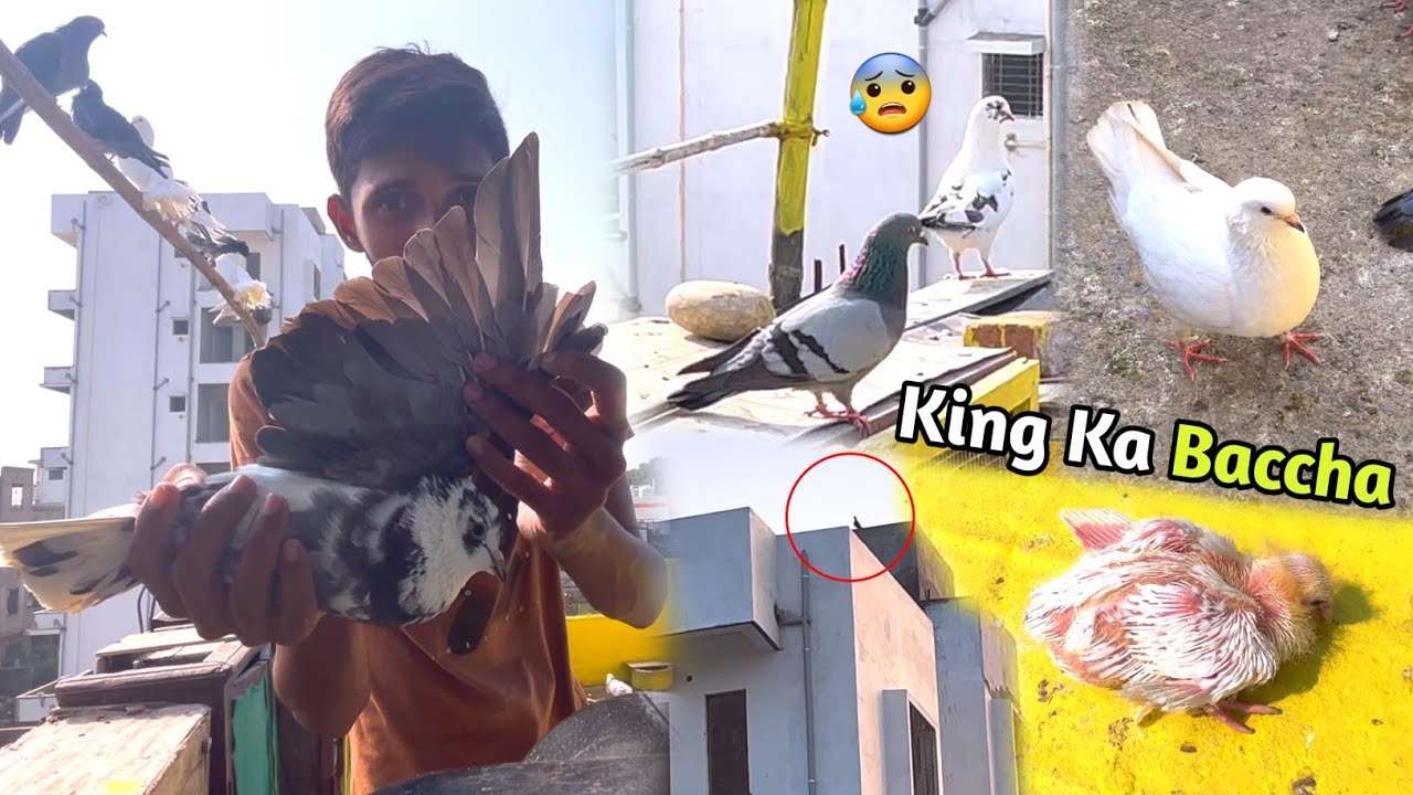 King Kabootar Ko Loft se Bahar Nikala😍Or Unka Baccha Bhi🐣