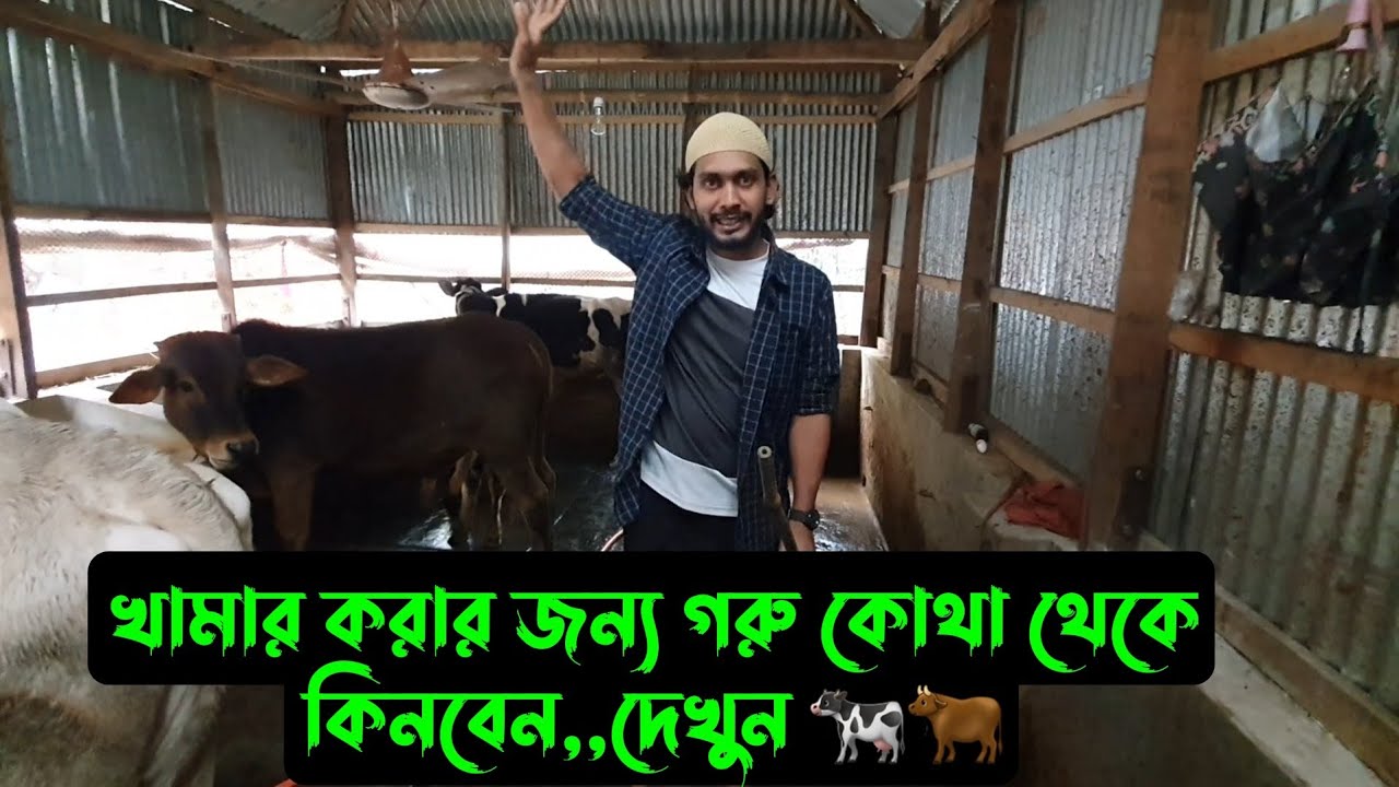 খামারে জন্য,,,গরু কোথা থেকে কিনবেন,,দেখুন 🐄🐂