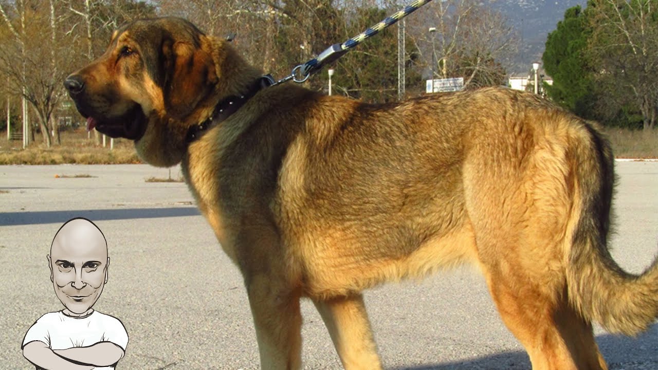 Ο Μολοσσός της Ηπείρου - Μέρος 3ο - Κεντρικός καλεσμένος ο Στέλιος Μακαρίτης ο 