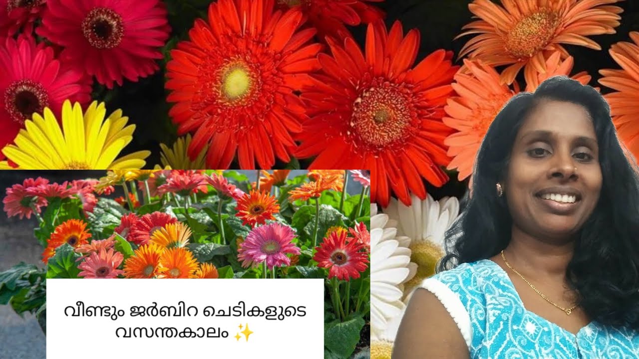 വീണ്ടും ജർബിറ ചെടികളുടെ വസന്തകാലം ✨
