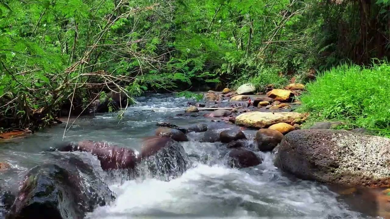 Calming Tropical River Ambience with Steady Flow Between Natural Jungle Rocks