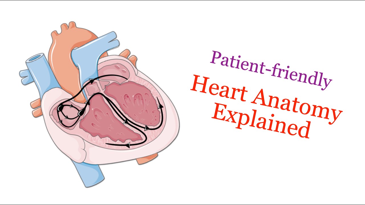 Cardiac Anatomy & Conduction System Explained | Foundations for Implantable Cardiac Devices