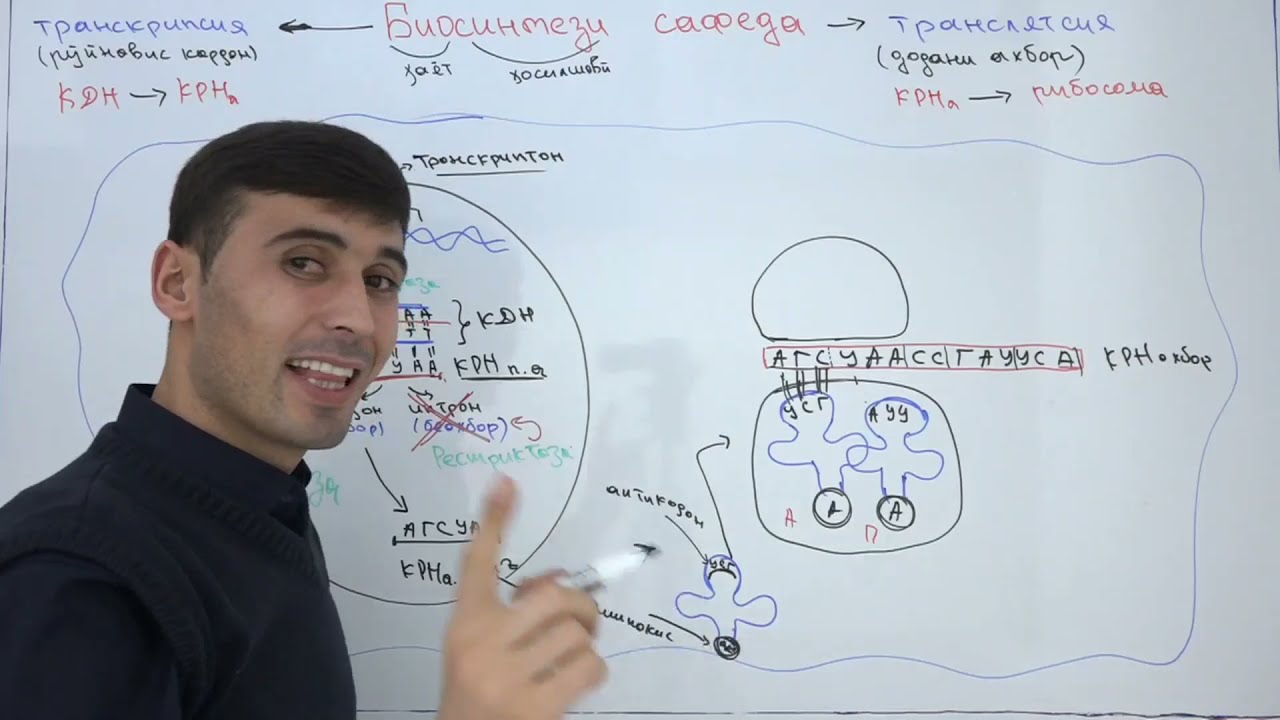 Биосинтези сафеда