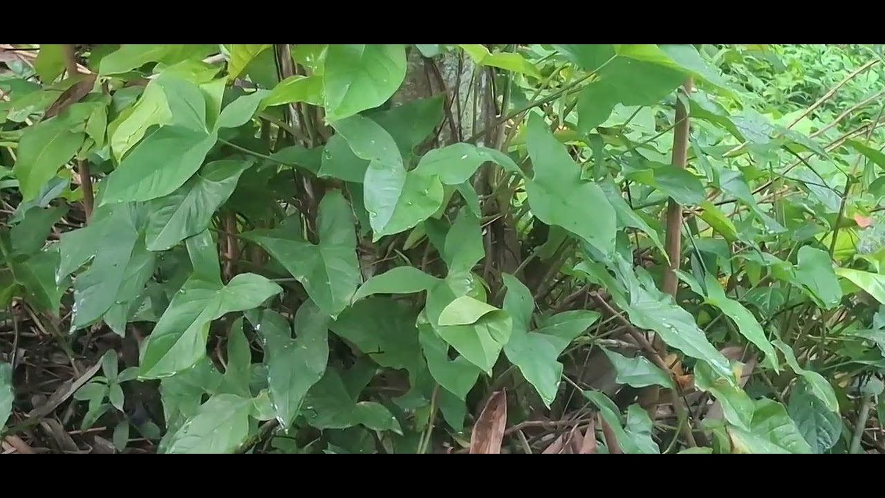 Pag papakain sa native na baboy ko.