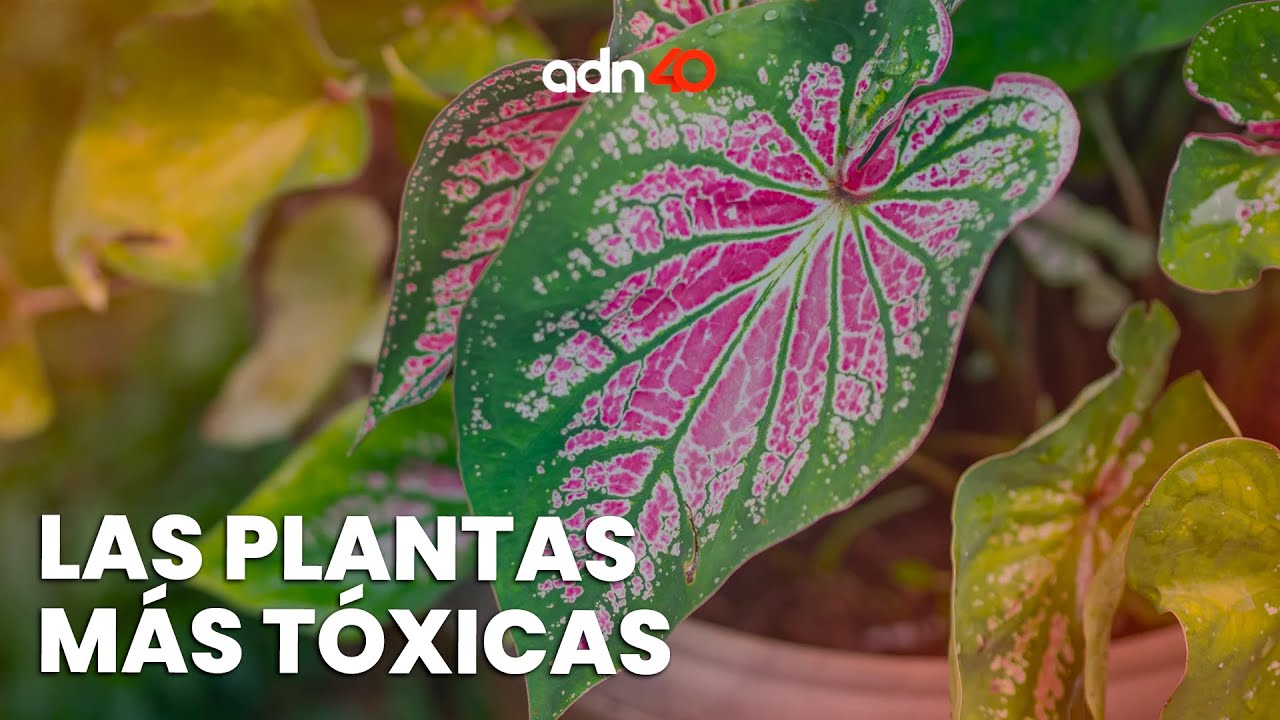 &iquest;Alucinaci&oacute;n o toxicidad? Estas son las plantas m&aacute;s t&oacute;xicas de M&eacute;xico
