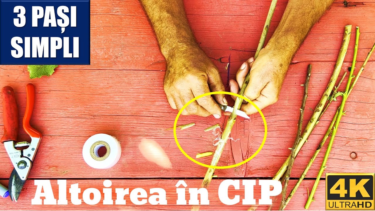 Altoirea in cip - 3 pasi simpli