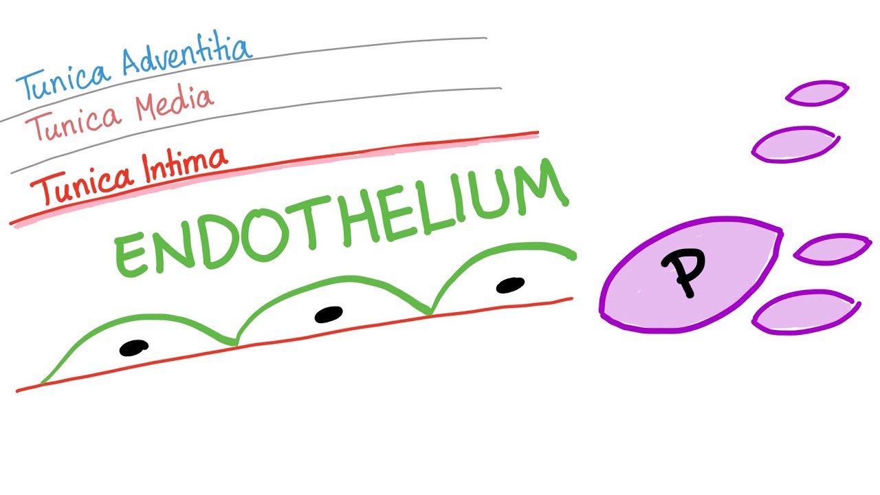 The Smooth Endothelium | How Your Body Prevents Clotting