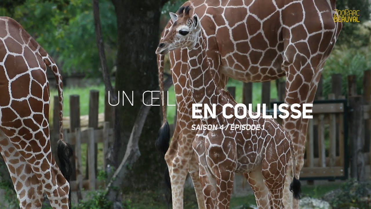 À la rencontre des bébés de la savane - Ep 1