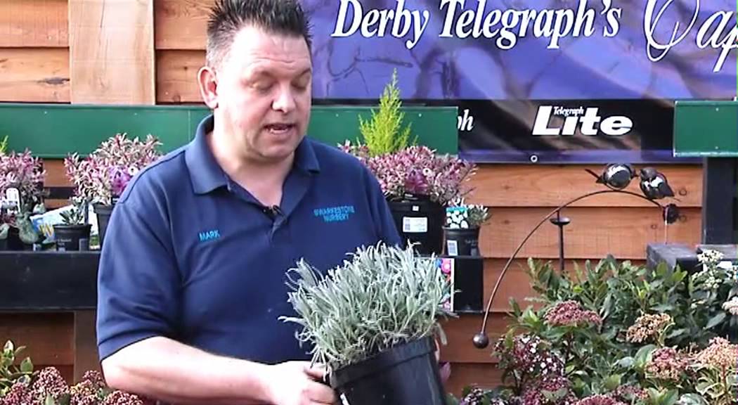 Swarkestone Nursery - Greenfinger Tips