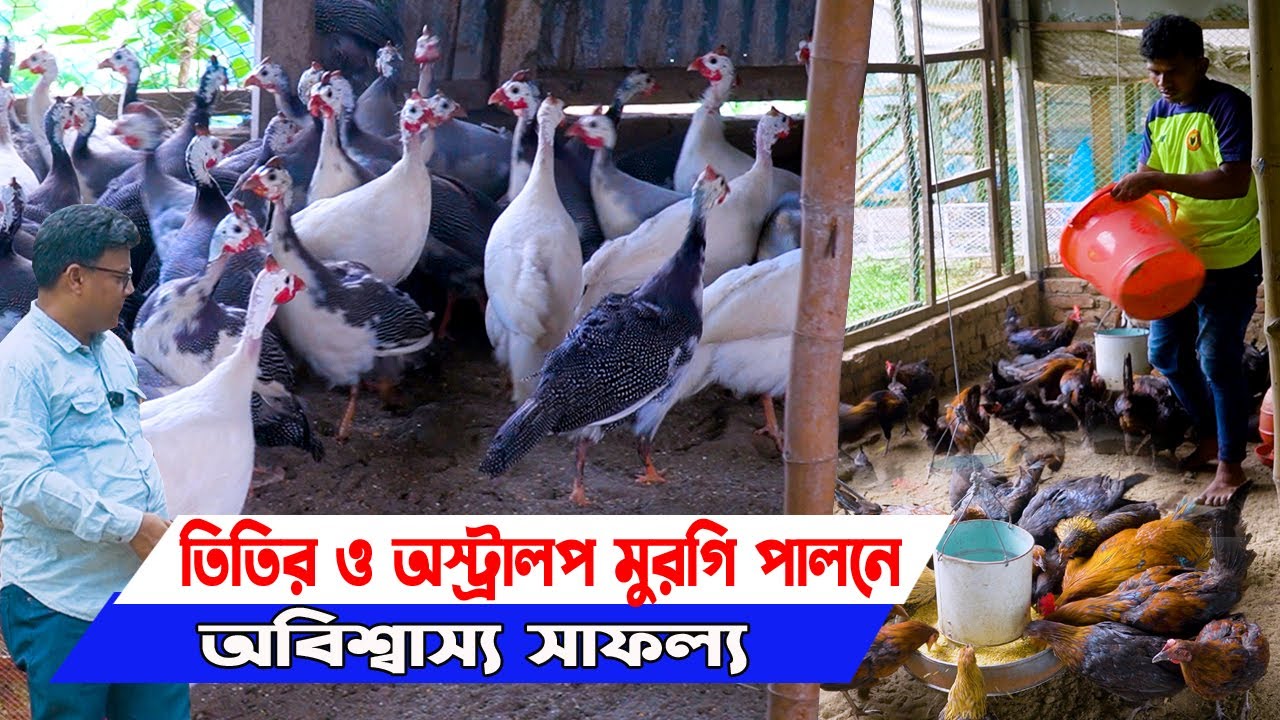 তিতির মুরগি পালনে । অস্ট্রালপ মুরগি পালনে অবিশ্বাস্য সাফল্য। ব্রাঞ্চরামপুরের  গিয়াস