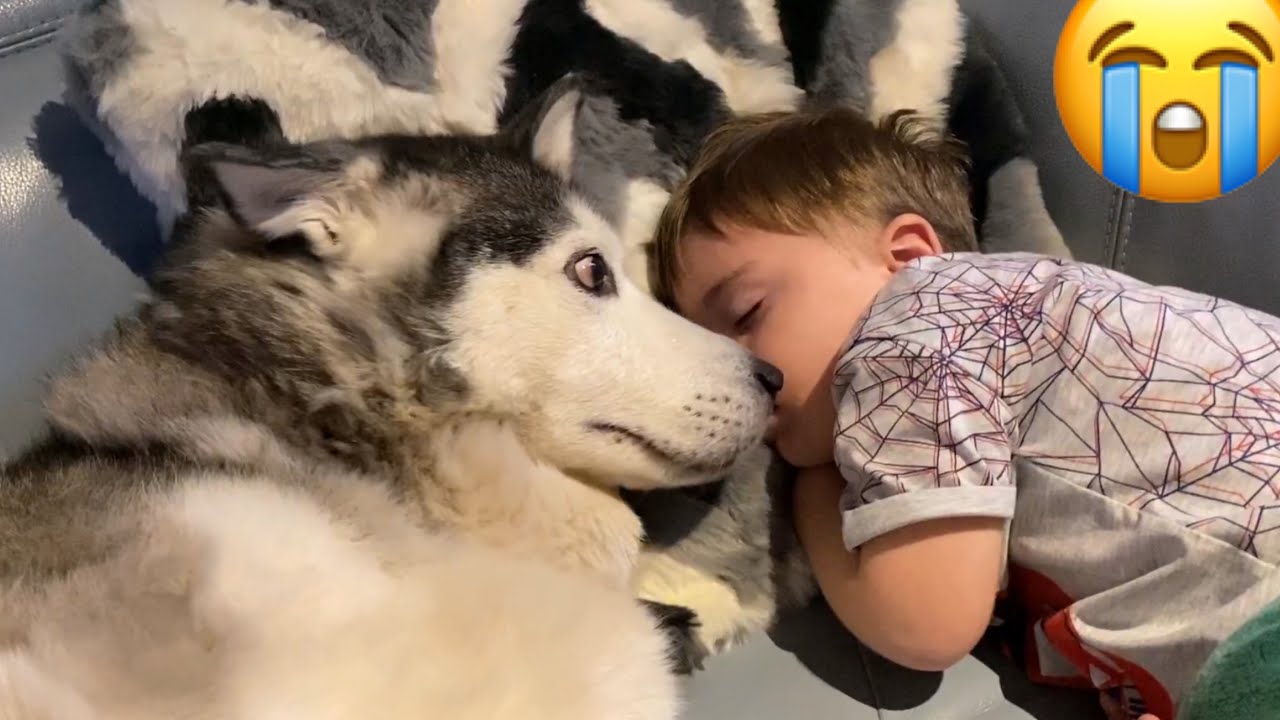 Adorable Husky Does Everything She Can To Help My Sick Baby!! [CUTEST REACTION!!]