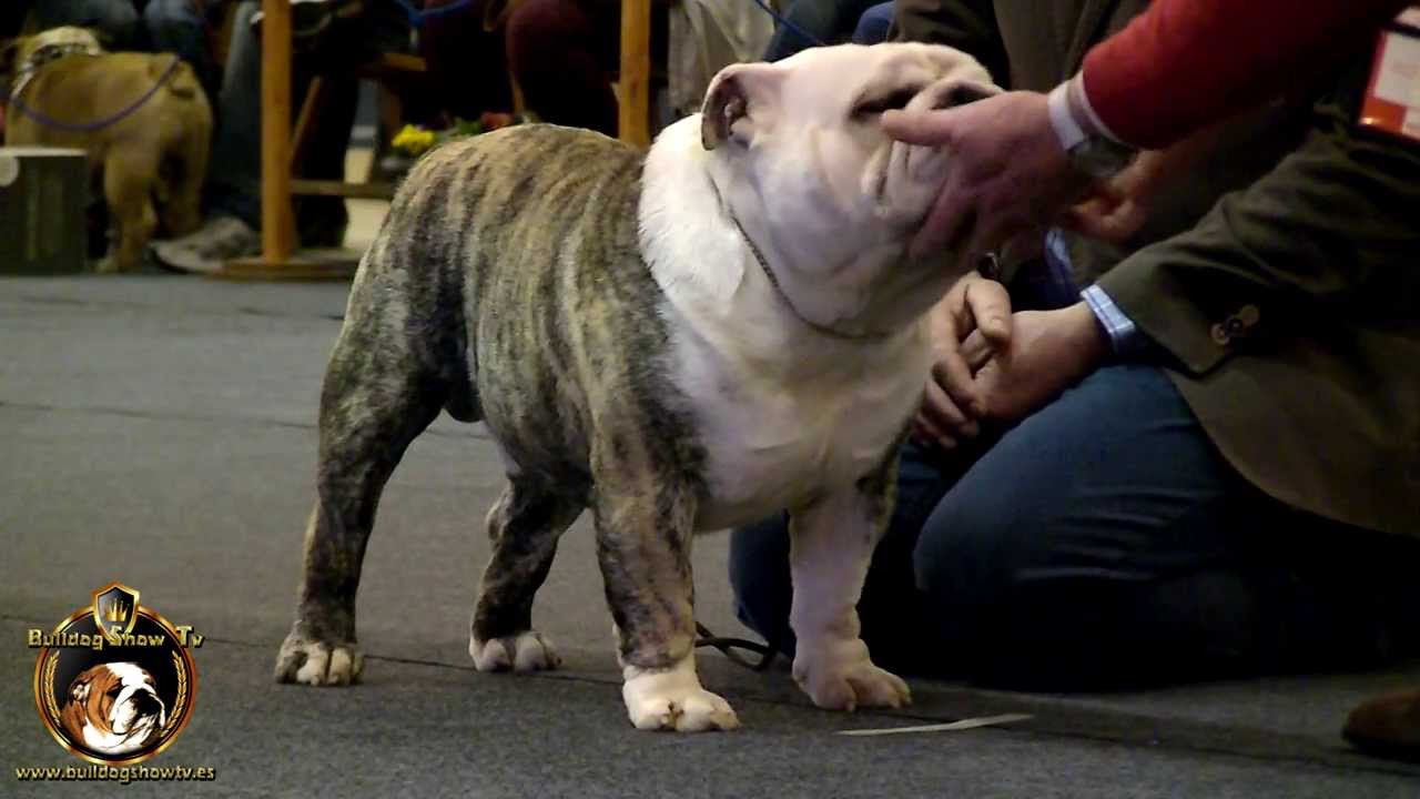 Bulldog Of The Year (B.O.Y.) 2013 - Arenas de San Pedro (Ávila) - Bulldog Show Tv Bruno del Chincol