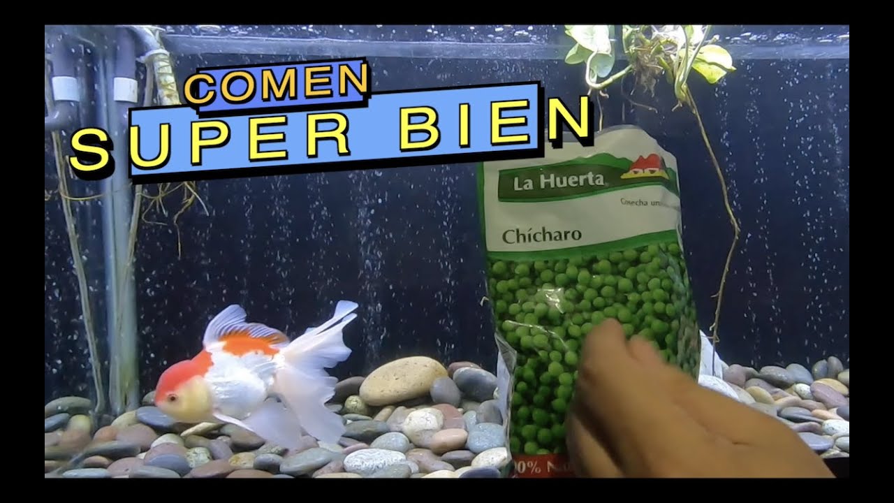 LO QUE COMEN TOOODOS MIS PECES||||||🤤🐟🐠🐡