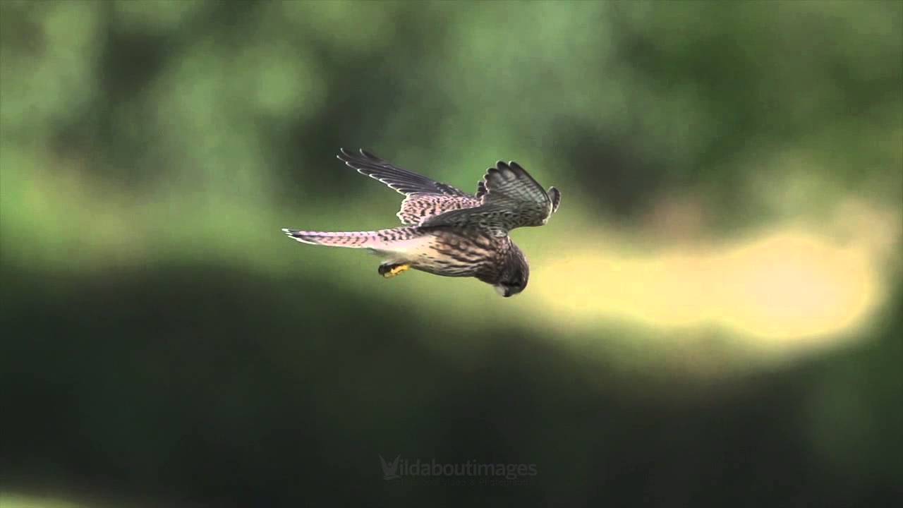 Kestrel Hovering Super Slow Motion
