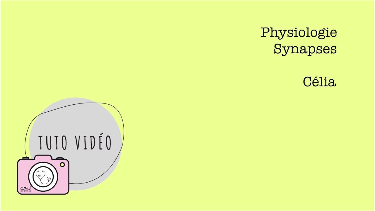 Physiologie – Synapses