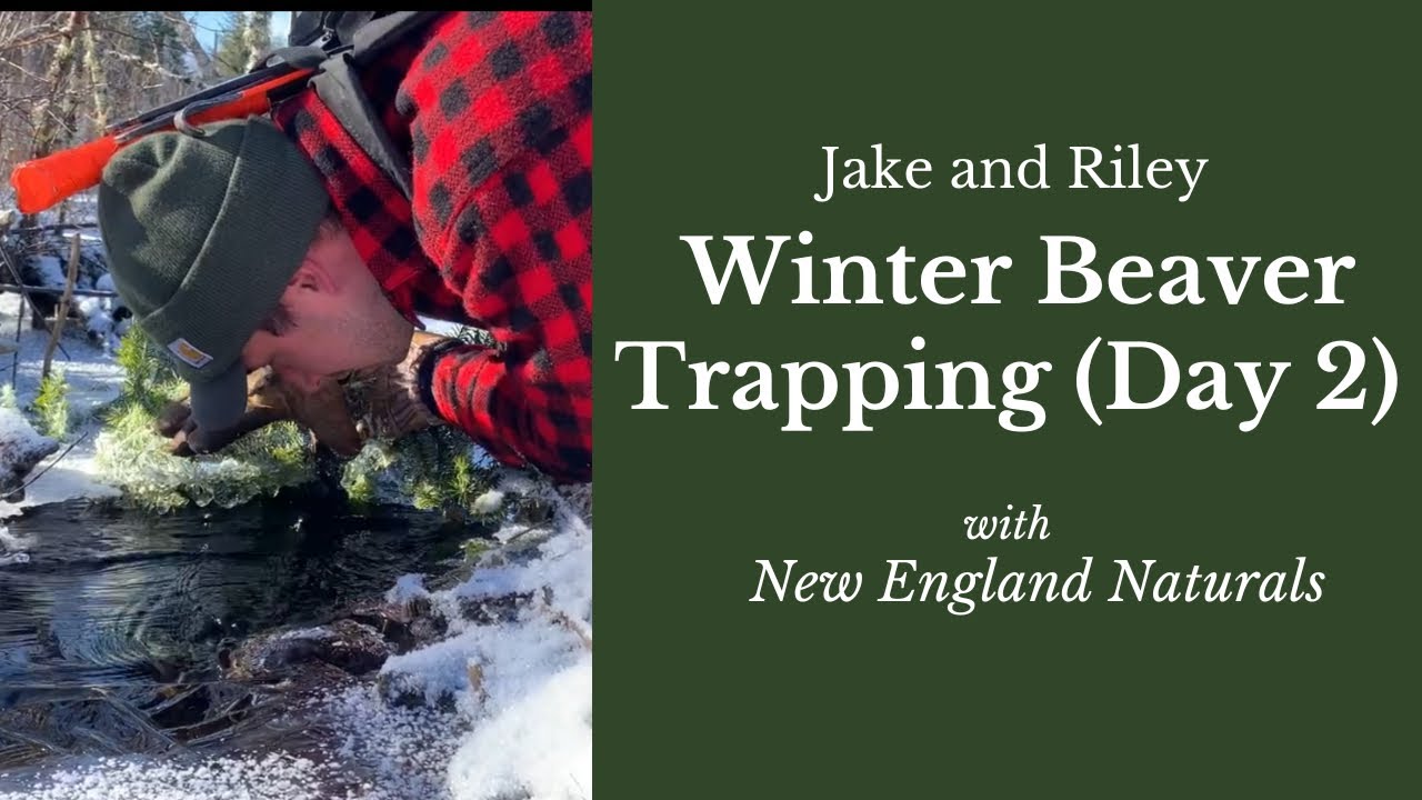 Winter beaver trapping: Day 2 on the trapline. Checking traps and setting a new hut.