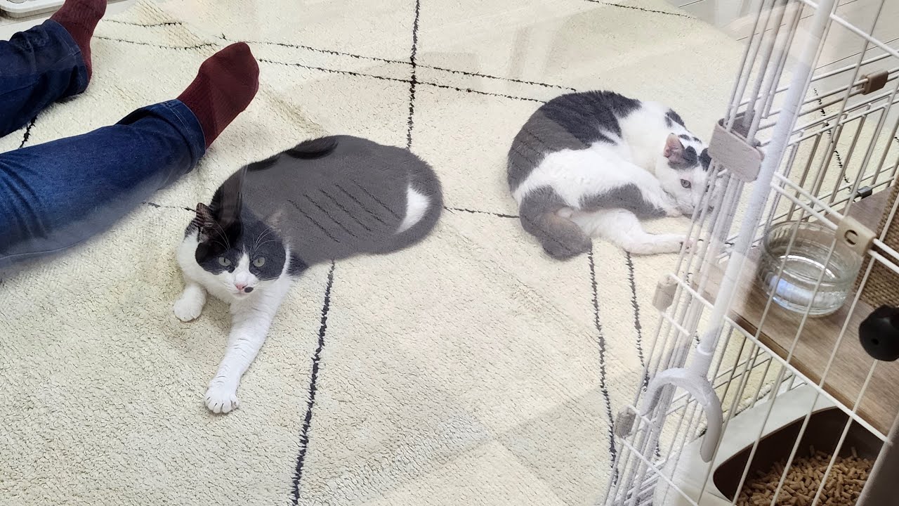 1/26(月) 猫だけ配信🐈️カメラ倒れたらごめんね🙏💦