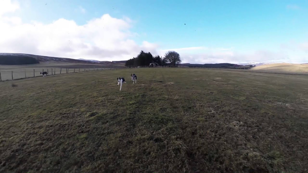 Scandinavian hound sled dog pups free running :)