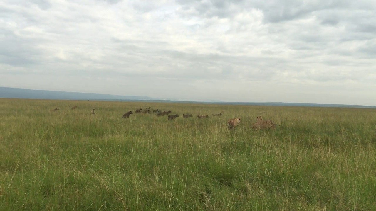 Clan Of Hyenas Vs A Pride Of Lions