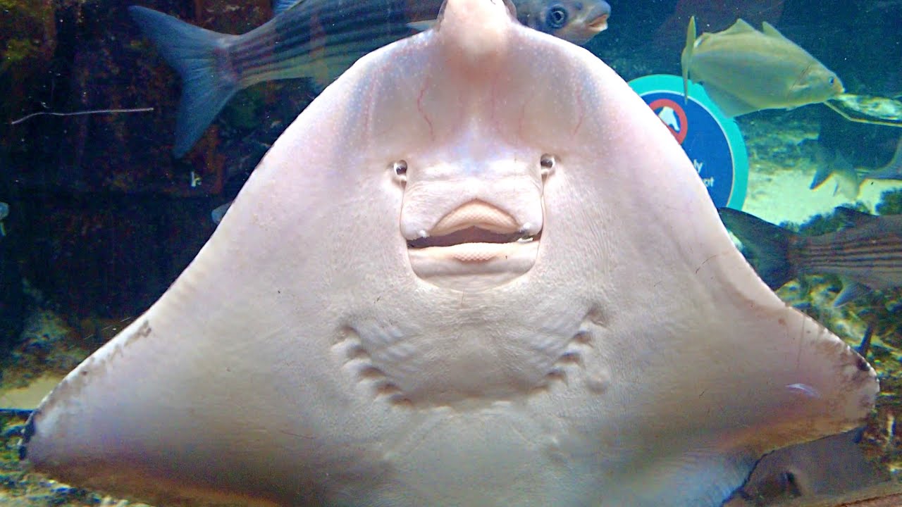 🐠🌊 Bristol Aquarium: 🌟 Unveiling the Mysteries 🐚 of the Blue Reef 🦑 🌴