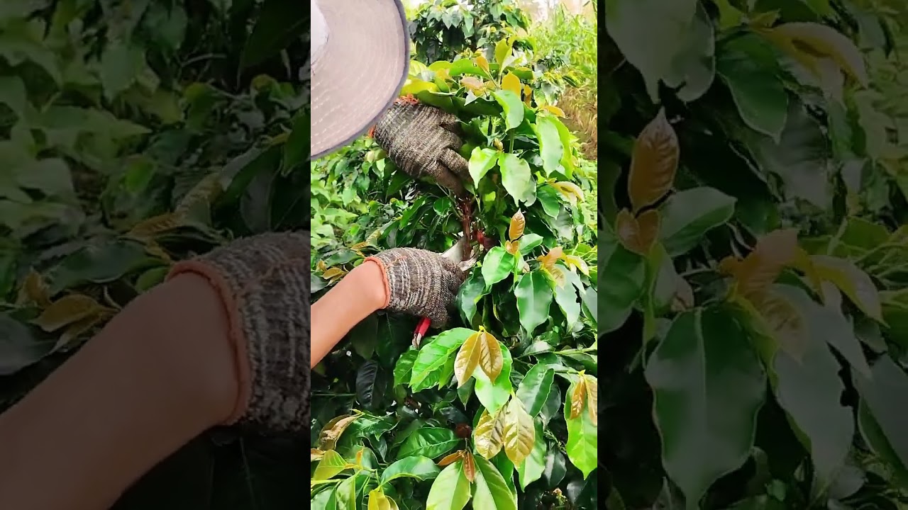 Pembersihan tunas kopi #jimmyandasihite #petanidoloksanggul #pertanian #kopi