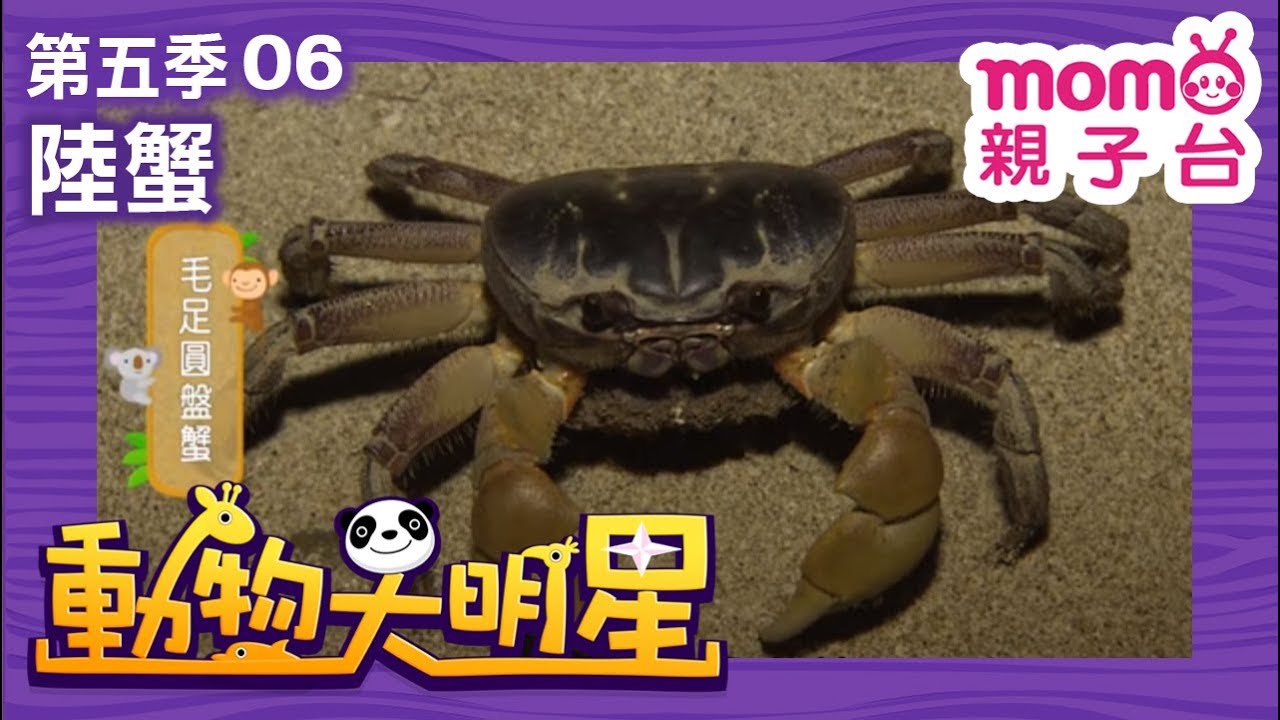 動物大明星 S5【陸蟹】第5季 第06集｜認識動物｜自然生態｜魚類｜爬蟲類｜昆蟲｜海洋生物｜哺乳類｜Animal big star｜兒童電視節目【親子台｜官方HD完整版】momokids
