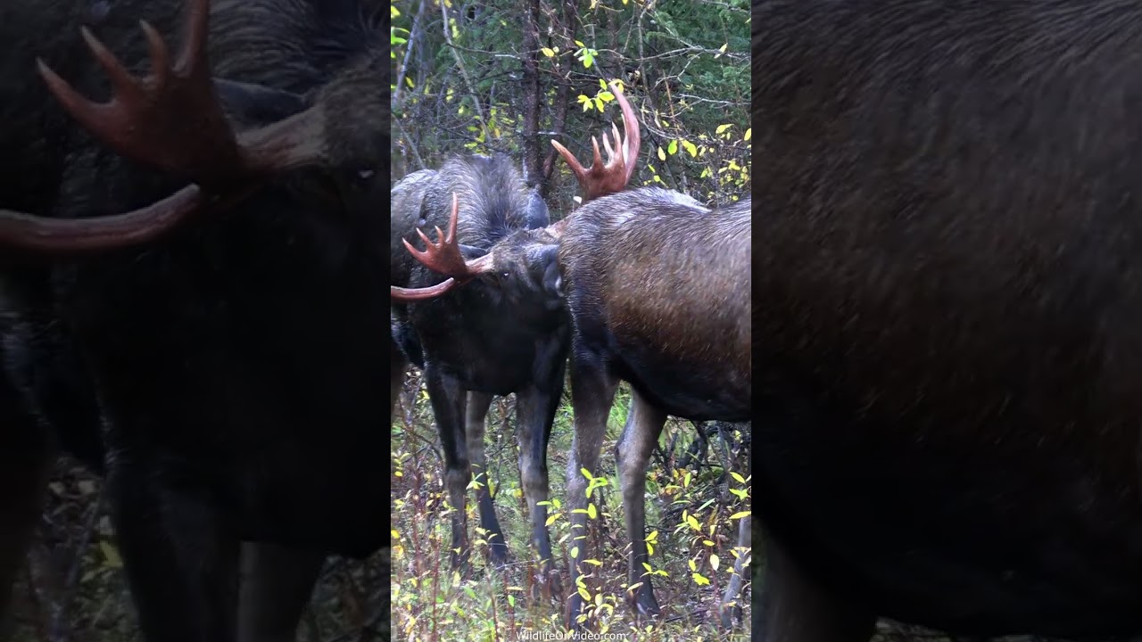 Huge Bull Moose Courts Cow During the Rut