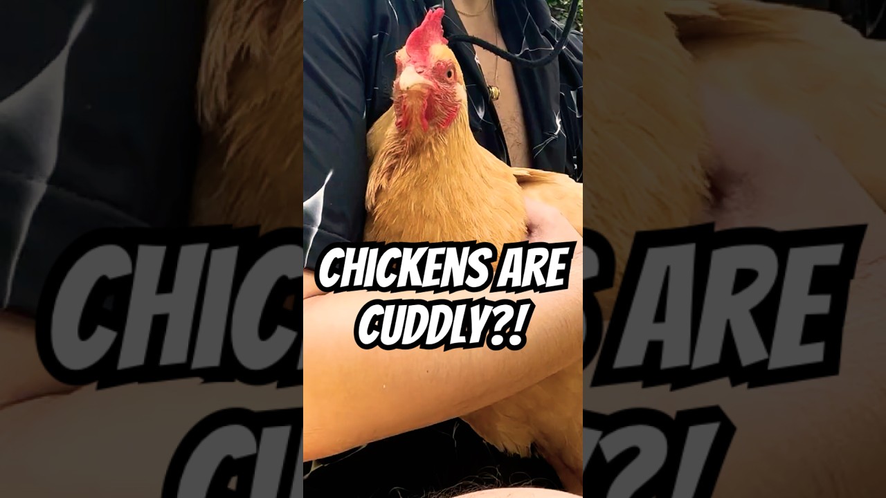 CHICKENS ARE CUDDLY?! 🐔💕 I bet you've never seen one that gives hugs like GooseyGirl!!