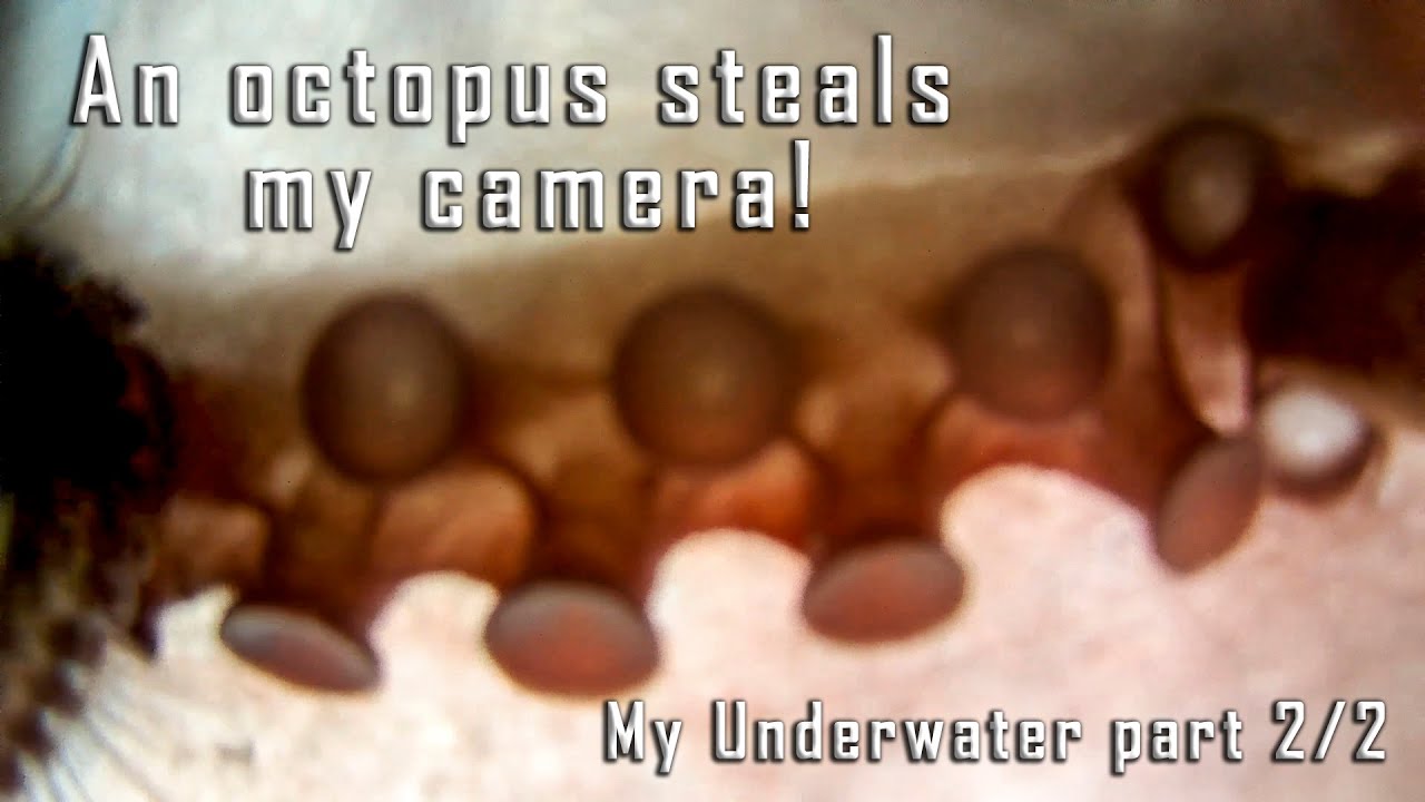 An octopus steals my action camera and I try hard to retrieve it!