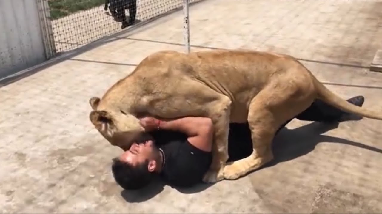 لحظات مؤثرة بين الحيوانات وأصحابها بعد فراق سنين | ذكاء ووفاء لا يصدق!