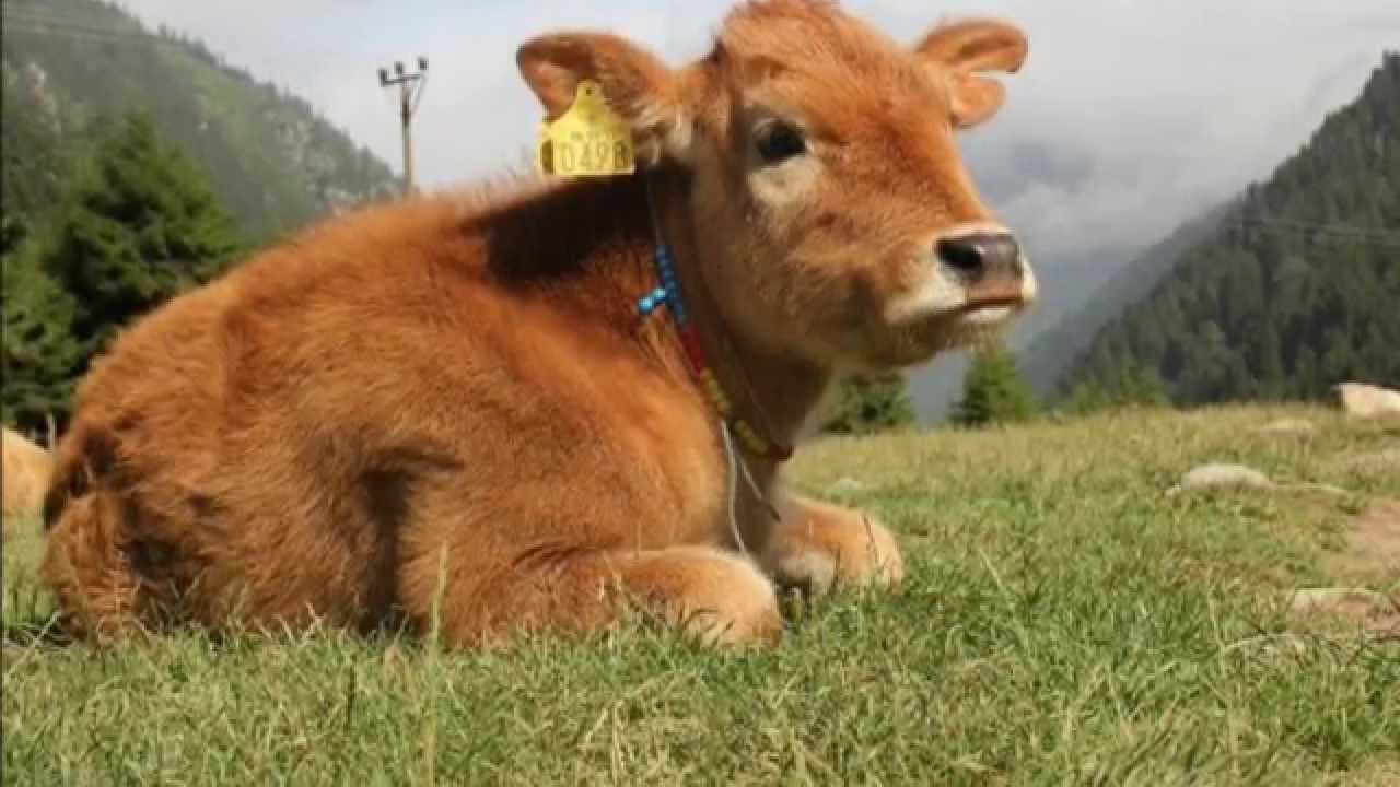 Tarık İhtiyar - Yare Selam Söyleyin