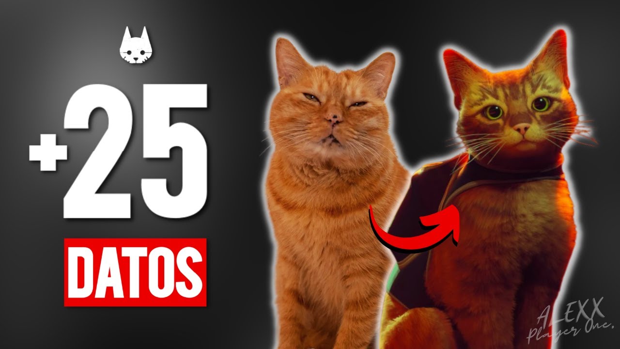 Curiosidades de Stray: Secuela, polémicas, el origen de Stray, mods y más!