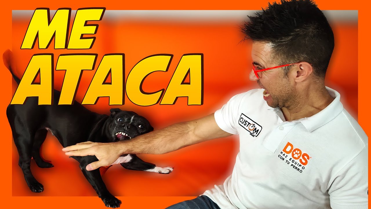 Mi PERRO me ataca 🐶😖 | ¿Qué hacer? 📝 | Adiestramiento Canino