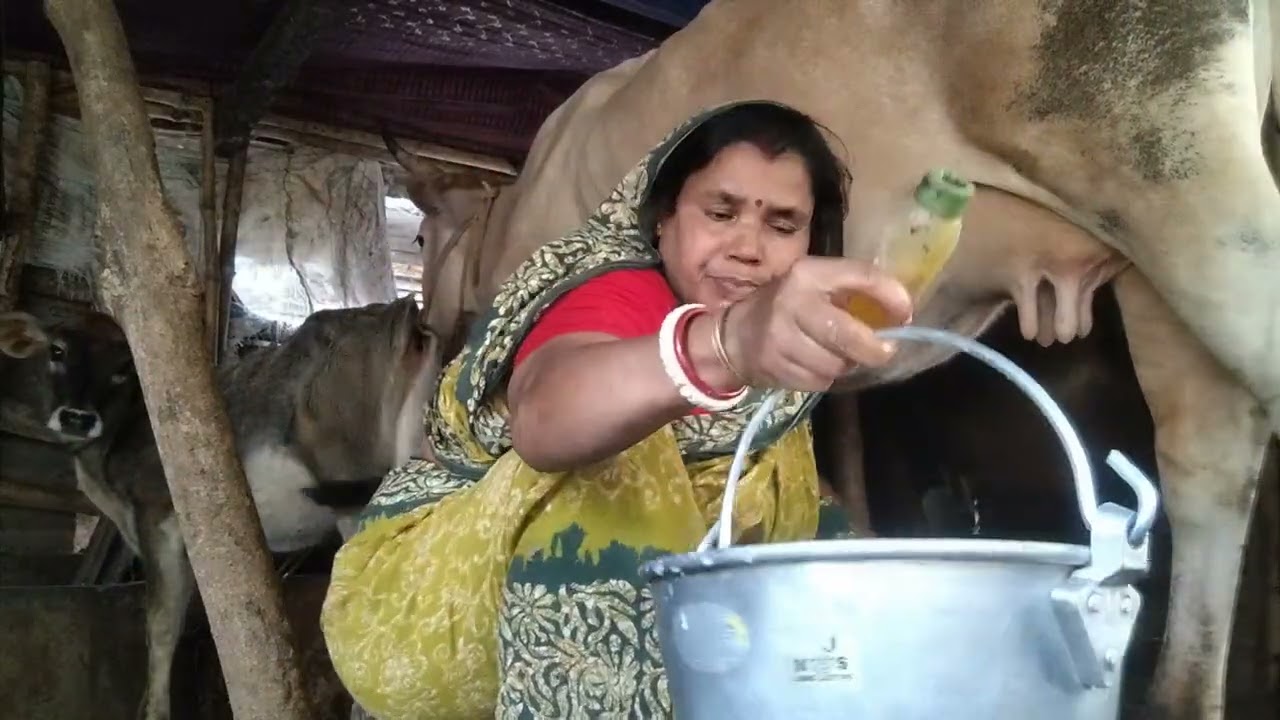 গ্রাম্য পদ্ধতিতে গরুর দুধ দোয়ানো নিয়ম প্রথম থেকে শেষ পর্যন্ত #viral #villagerlifestyle #cow 