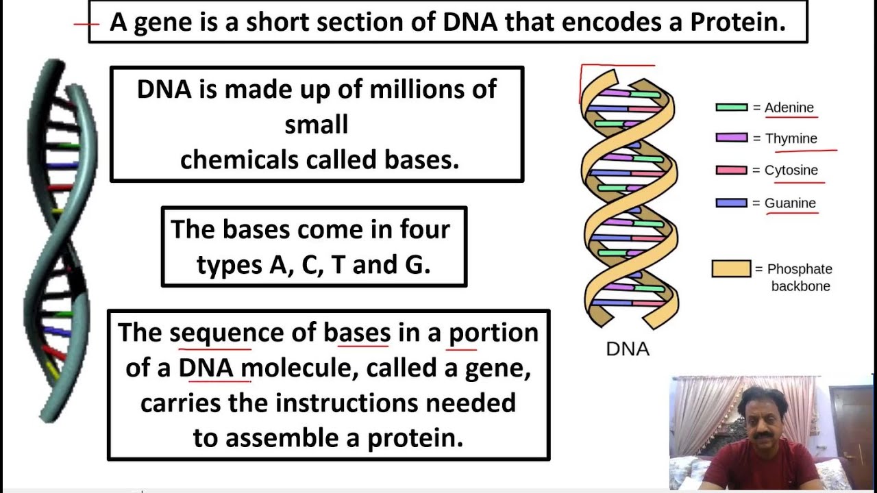 Chapter 1: / Biological Molecules / Part 25 / Gene / Transcription / Translation /  Sindh Text Board