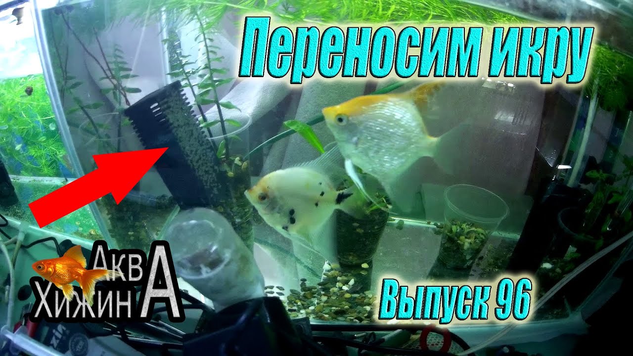Забираем икру у скалярий (Аква Хижина, выпуск 96)