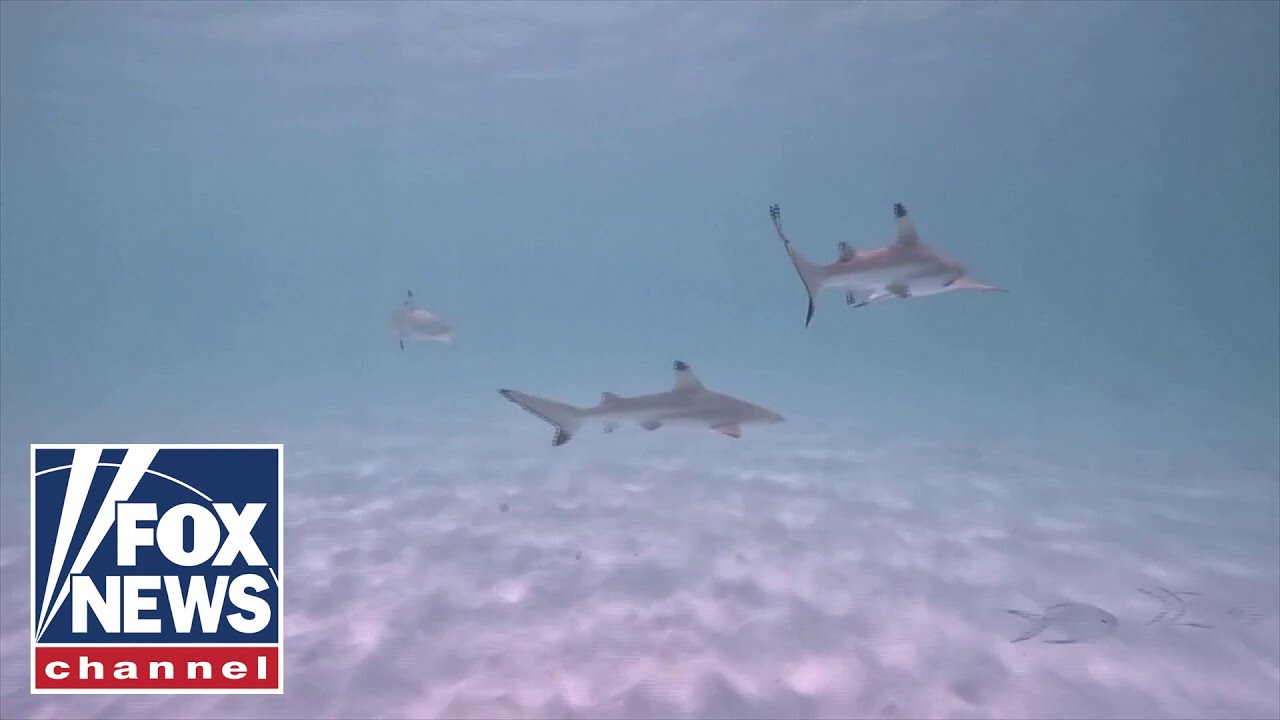 Should we fear the shark? | Will Cain Podcast