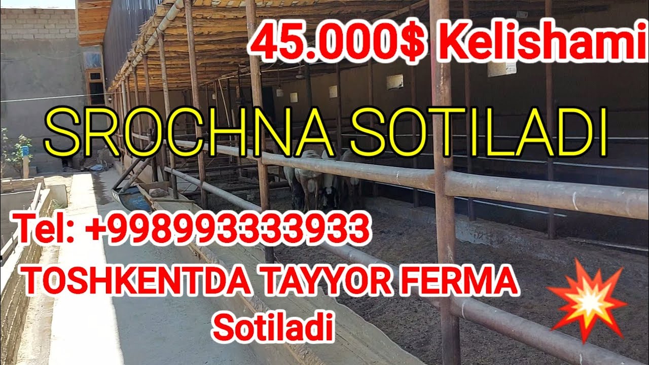 FERMA SOTILADI 9.5 SOTIX TAYYOR BITGAN. 45.000$ ☎️993333933