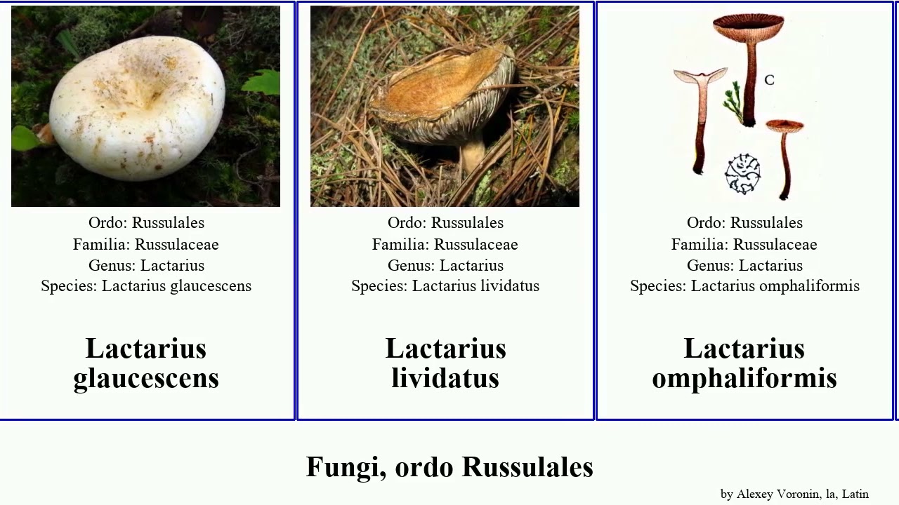 Fungi, ordo Russulales lactarius fungus amara modesta glaucescens Jammy Baltazaria camphoratus