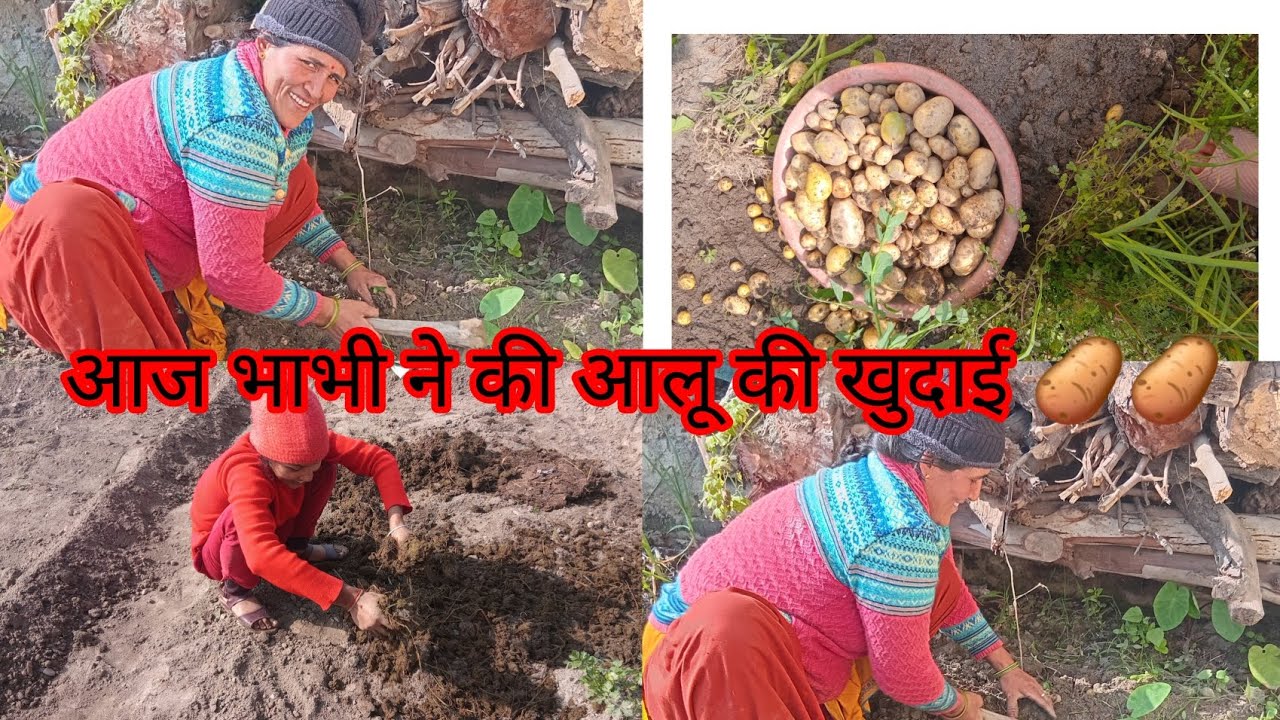 आज भाभी ने की आलू की खुदाई 🥔🥔 #dellyvlog #@ArpitaDhami-s5f 