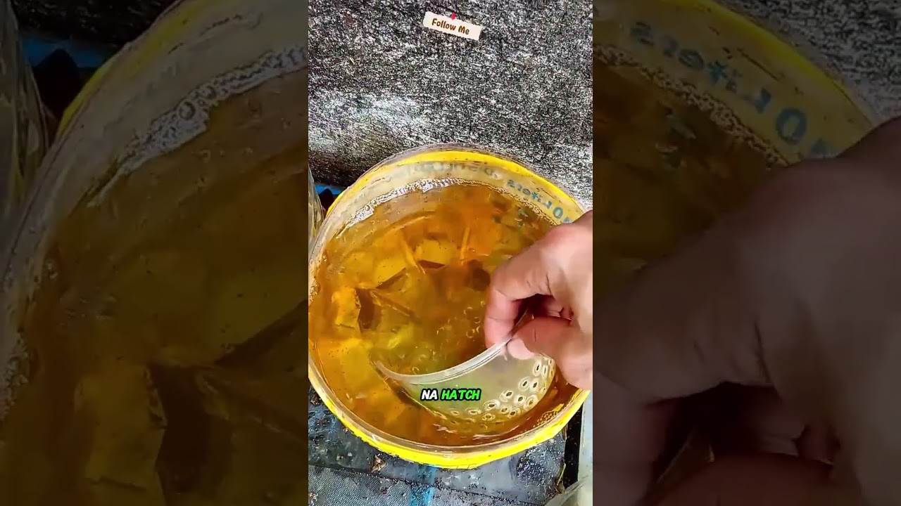 Transferring my new Betta Fish Fry to a Bigger Batya. 🐟🐠😇✌️#betta #bettafish #fishkeeper #fish