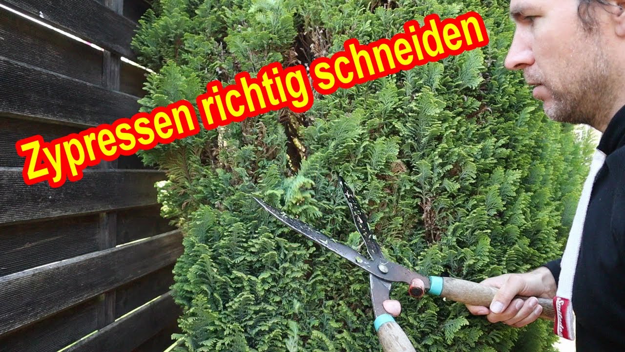 Zypressen richtig schneiden - Scheinzypresse zur&uuml;ckschneiden - Wann & Wie - Zypresse R&uuml;ckschnitt