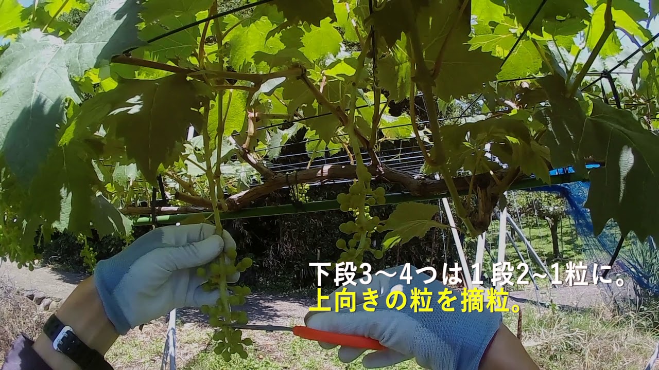 【ブドウの本摘粒の方法を解説】段ごとの粒の残し方